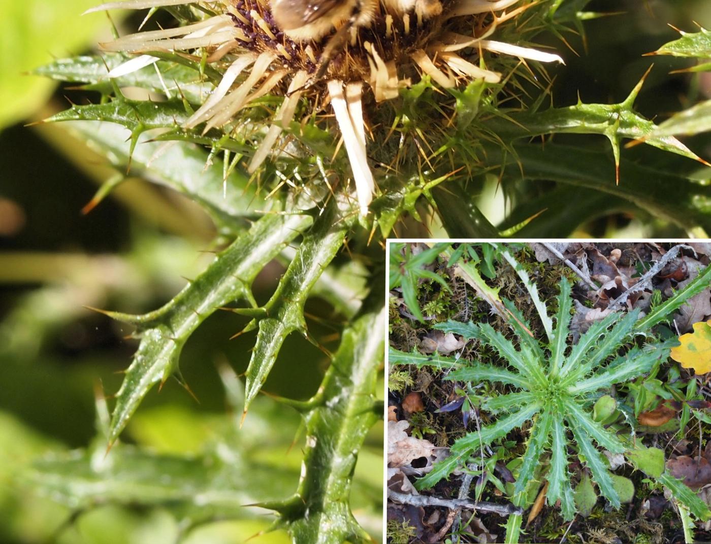 Thistle, Carline leaf